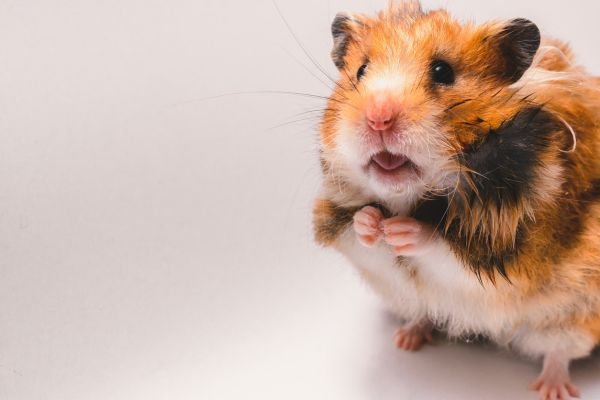 Prevenindo Doenças Comuns em Hamsters Chineses