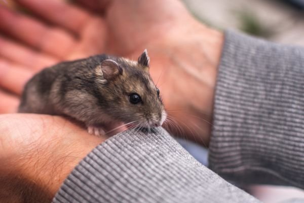 Como Lidar com a Perda de Pelo em Hamsters Chineses