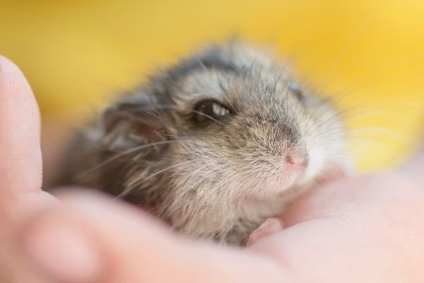 Adotando um Hamster Chinês: O que Você Precisa Saber