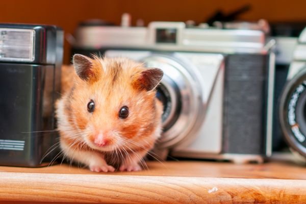 Fotografia de Hamster Chinês: Dicas para Capturar Momentos Adoráveis