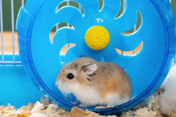 Como Treinar seu Hamster Chinês com Facilidade