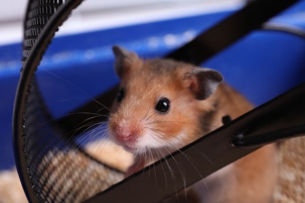 As Melhores Rodas de Exercício para Hamster Chinês