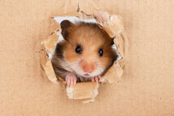 Hamster Chinês: Soluções para Comportamento de Roer