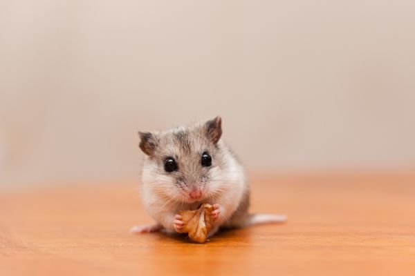 Como Introduzir um Novo Hamster Chinês ao Lar