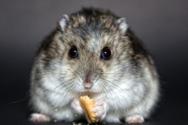 Tudo Sobre a Dieta do Hamster Chinês