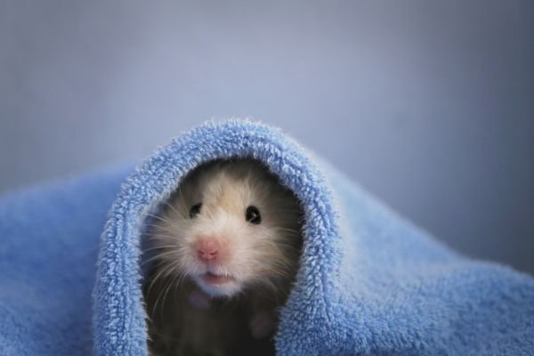 Hamster Chinês: Dicas de Cuidados para o Inverno