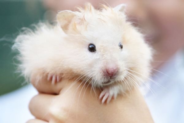 Histórias Inspiradoras de Donos de Hamsters Chineses