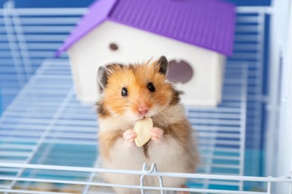 Hamsters Chineses: Criando um Espaço Estimulante