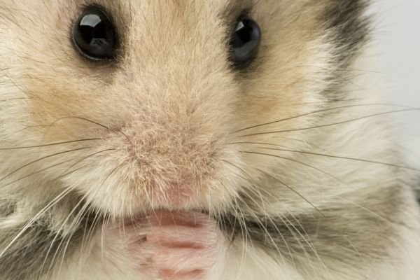 Guia Completo sobre a Saúde Dental do Hamster Chinês