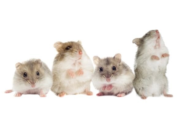 O Ciclo de Vida do Hamster Chinês