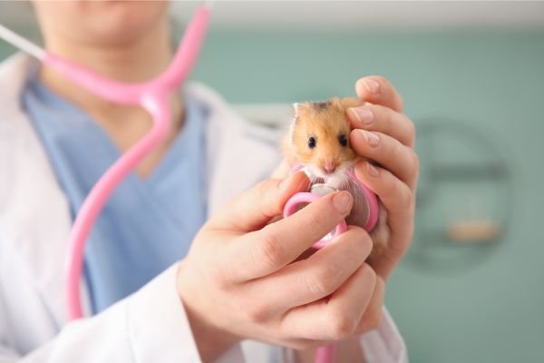 Preparando-se para Emergências: Um Kit de Primeiros Socorros para Hamsters Chineses