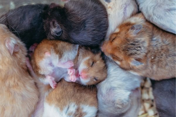 Socialização de Hamsters Chineses: Como e Por Que Socializar Seu Pet